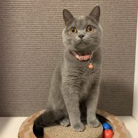 猫太朗 会員画像