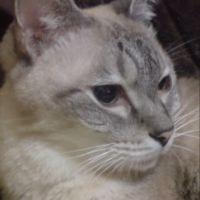 chiapさん