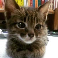 会員画像