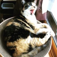 三毛猫みっちゃん 会員画像