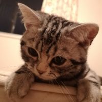 りんごたると 会員画像