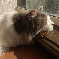 ころころねこ 会員画像