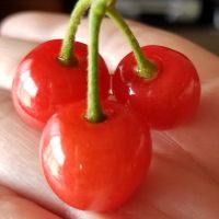 さくら、 会員画像
