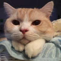 ミルねこちゃん 会員画像