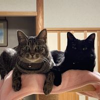 しょぅちゃん 会員画像