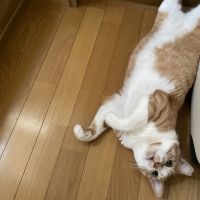 ごにまるさん