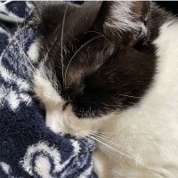 めぐとさすけ