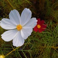 ゴリラのマーチ 会員画像