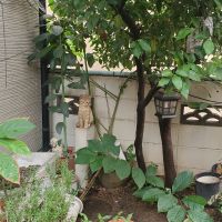 キャラちゃん 会員画像