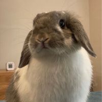 たれみみうさぎ 会員画像