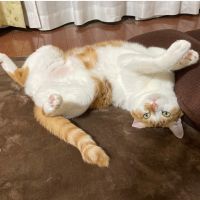 たろころもちさん