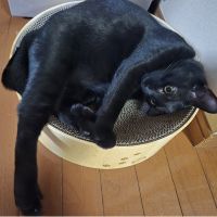 ラッキーヴィッキーさん