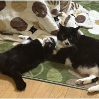長男ちびくろさん