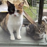トラちゃんニコニコさん