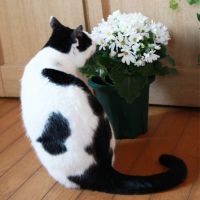 Human ＆ Animal Networkさん