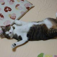 まったやん 会員画像