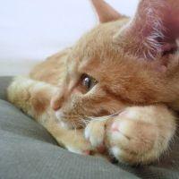 ねね(=^・ω・^=) 会員画像