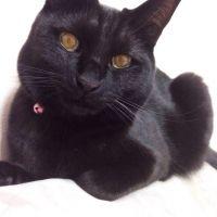 Figaro 会員画像