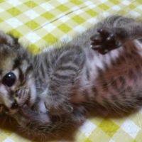 のこれ 会員画像