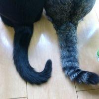 ニャン友 会員画像