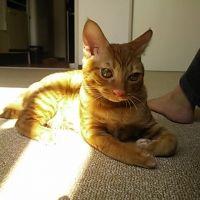 猫の下僕 会員画像
