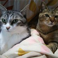 こぺん 会員画像