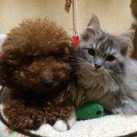 ボーちゃんママ 会員画像