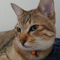 ぴよひこさん