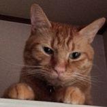 かづき 会員画像