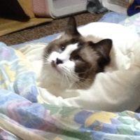 かぶにゃん 会員画像