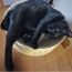 ラッキーヴィッキー