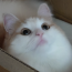 きんごま