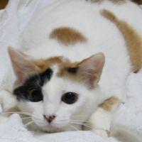 雪月花風ママ 会員画像