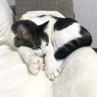 さとうかなり 会員画像