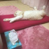 メグっこ 会員画像