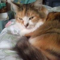 happygolucky 会員画像
