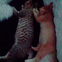 まいねこ0509 会員画像