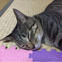 かなっち 会員画像