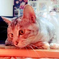 会員画像