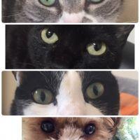トマキャット 会員画像