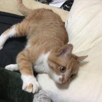さやね 会員画像
