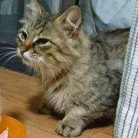 ねねこ。 会員画像