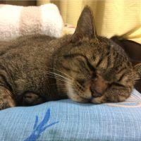 まーたろちゃん 会員画像