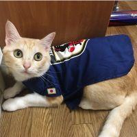 猫のぴーちゃん 会員画像