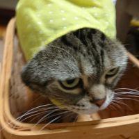 ここももっきー 会員画像