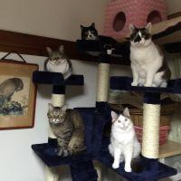 あもガット 会員画像