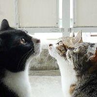 鉢かづき 会員画像