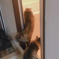 ふちゃそ 会員画像