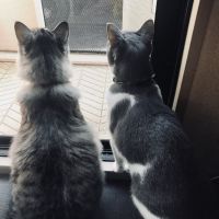 pomsayu 会員画像