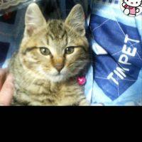 とらねこ0615 会員画像